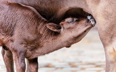 Tantangan dan Solusi dalam Sosialisasi Kesehatan Remaja